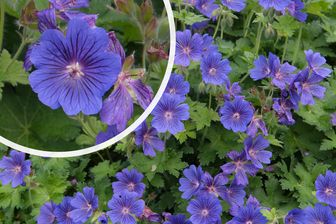 https://cdn.zilvercms.nl/http://yarinde.zilvercdn.nl/Ooievaarsbek - Geranium x magnificum