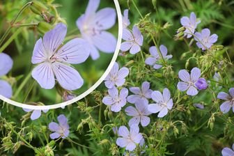 https://cdn.zilvercms.nl/http://yarinde.zilvercdn.nl/Ooievaarsbek - Geranium pratense 'Mrs Kendall Clark'