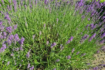 https://cdn.zilvercms.nl/http://yarinde.zilvercdn.nl/Gewone lavendel - Lavandula angustifolia 'Munstead'