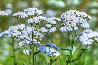 https://cdn.zilvercms.nl/http://yarinde.zilvercdn.nl/Gewoon duizendblad - Achillea millefolium 'Schneetaler'