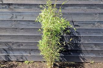 https://cdn.zilvercms.nl/http://yarinde.zilvercdn.nl/Bamboe 'Great wall' 100-125cm - Bamboehaag