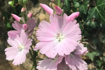 https://cdn.zilvercms.nl/http://yarinde.zilvercdn.nl/Griekse malva - Sidalcea 'Elsie Heugh' Blütenform und Blütenstand