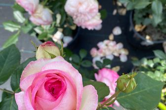 https://cdn.zilvercms.nl/http://yarinde.zilvercdn.nl/Grootbloemige roos - Rosa 'Eden Rose'