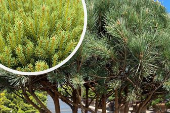 https://cdn.zilvercms.nl/http://yarinde.zilvercdn.nl/Grove den - Pinus sylvestris 'Watereri'