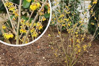 https://cdn.zilvercms.nl/http://yarinde.zilvercdn.nl/Toverhazelaar - Hamamelis intermedia 'Westerstede'