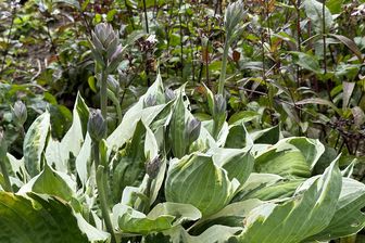 https://cdn.zilvercms.nl/http://yarinde.zilvercdn.nl/Hartlelie - Hosta 'Francee'