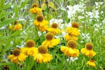 https://cdn.zilvercms.nl/http://yarinde.zilvercdn.nl/Helenium 'Kanaria'