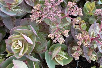 https://cdn.zilvercms.nl/http://yarinde.zilvercdn.nl/Hemelsleutel - Sedum seduction 'Cherry Chocolate'