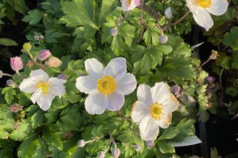 https://cdn.zilvercms.nl/http://yarinde.zilvercdn.nl/Herfstanemoon - Anemone hybrida 'Elfin Swan'