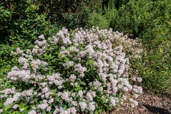 https://cdn.zilvercms.nl/http://yarinde.zilvercdn.nl/Herfstsering - Ceanothus 'Marie Simon' roze bloeiende heester