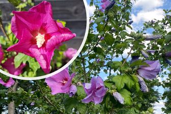 https://cdn.zilvercms.nl/http://yarinde.zilvercdn.nl/Hibiscus syriacus 'Woodbridge' - Bloei