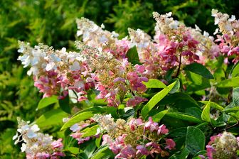 https://cdn.zilvercms.nl/http://yarinde.zilvercdn.nl/Hydrangea paniculata 'Pinky Winky'