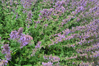 https://cdn.zilvercms.nl/http://yarinde.zilvercdn.nl/Hyssop - Hyssopus officinalis