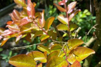 https://cdn.zilvercms.nl/http://yarinde.zilvercdn.nl/Indische sering - Lagerstroemia indica x fauriei 'Tuscarora'