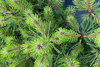 https://cdn.zilvercms.nl/http://yarinde.zilvercdn.nl/Japanse rode den - Pinus Densiflora 'Jane Kluis'