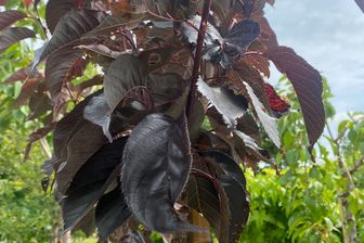 https://cdn.zilvercms.nl/http://yarinde.zilvercdn.nl/Japanse sierkers op stam - Prunus serrulata 'Royal Burgundy'