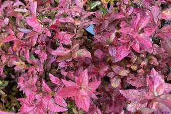 https://cdn.zilvercms.nl/http://yarinde.zilvercdn.nl/Japanse spirea - Spiraea japonica 'Firelight'