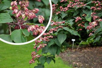 https://cdn.zilvercms.nl/http://yarinde.zilvercdn.nl/Kansenboom - Clerodendrum trichotomum