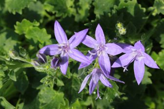 https://cdn.zilvercms.nl/http://yarinde.zilvercdn.nl/Klokjesbloem - Campanula Garganica.jpg