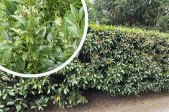 https://cdn.zilvercms.nl/http://yarinde.zilvercdn.nl/Laurier haag - Prunus laurocerasus 'Herbergii'