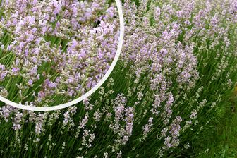 https://cdn.zilvercms.nl/http://yarinde.zilvercdn.nl/Gewone Lavendel - Lavandula angustifolia 'Rosea'