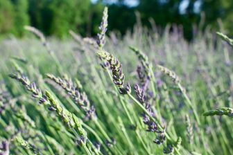 https://cdn.zilvercms.nl/http://yarinde.zilvercdn.nl/Gewone Lavendel - Lavandula angustifolia 'Phenomenal'