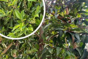 https://cdn.zilvercms.nl/http://yarinde.zilvercdn.nl/Lei Portugese laurier - Prunus lusitanica Angustifolia