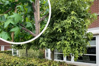 https://cdn.zilvercms.nl/http://yarinde.zilvercdn.nl/Lei Bernsteinbaum - Liquidambar Styraciflua Spalier