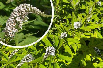 https://cdn.zilvercms.nl/http://yarinde.zilvercdn.nl/Witte Sprühschwärmer - Lysimachia clethroides Blütenstand