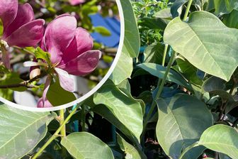 https://cdn.zilvercms.nl/http://yarinde.zilvercdn.nl/Magnolia 'Black Tulip' bloem en blad