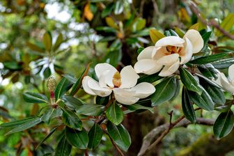 https://cdn.zilvercms.nl/http://yarinde.zilvercdn.nl/Magnolia grandiflora groenblijvende magnolia soorten kopen informatie