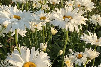 https://cdn.zilvercms.nl/http://yarinde.zilvercdn.nl/Margriet - Leucanthemum