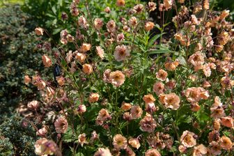 https://cdn.zilvercms.nl/http://yarinde.zilvercdn.nl/Nagelkruid - Geum 'Mai Thai' bijzondere bloeikleur