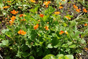 https://cdn.zilvercms.nl/http://yarinde.zilvercdn.nl/Nagelkruid - Geum coccineum 'Borisii'