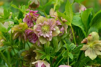 https://cdn.zilvercms.nl/http://yarinde.zilvercdn.nl/Nieskruid - Helleborus orientalis 'Double Ellen Picotee' meerkleurige bloeikleur helleborus