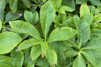 https://cdn.zilvercms.nl/http://yarinde.zilvercdn.nl/Nieskruid - Helleborus orientalis 'Double Ellen White'