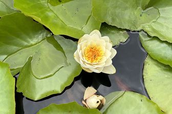 https://cdn.zilvercms.nl/http://yarinde.zilvercdn.nl/Waterlelie - Nymphaea 'Marliacea Chromatella'