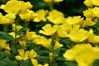 https://cdn.zilvercms.nl/http://yarinde.zilvercdn.nl/Teunisbloem - Oenothera fruticosa