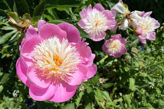 https://cdn.zilvercms.nl/http://yarinde.zilvercdn.nl/Pioenroos - Paeonia 'Bowl of Beauty'