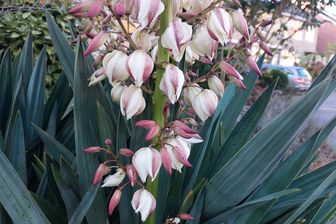 https://cdn.zilvercms.nl/http://yarinde.zilvercdn.nl/Palmlelie - Yucca gloriosa