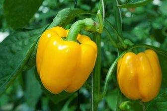 https://cdn.zilvercms.nl/http://yarinde.zilvercdn.nl/Paprika - Capsicum annuum - Gelber Pfeffer