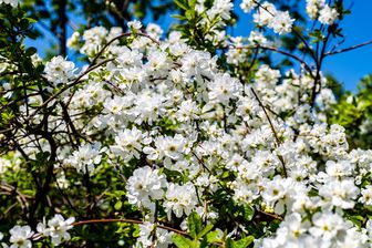 https://cdn.zilvercms.nl/http://yarinde.zilvercdn.nl/Parelstruik - Exochorda 'Kolmaspirit Magical Springtime'