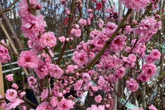 https://cdn.zilvercms.nl/http://yarinde.zilvercdn.nl/Perzik - Prunus persica 'Taoflora' - Pink