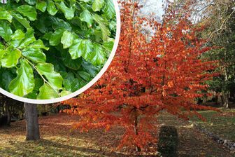 https://cdn.zilvercms.nl/http://yarinde.zilvercdn.nl/Perzisch ijzerhout - Parrotia persica