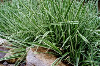 https://cdn.zilvercms.nl/http://yarinde.zilvercdn.nl/Rietgras - Phalaris arundinacea 'Dwarf Garters'