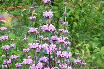 https://cdn.zilvercms.nl/http://yarinde.zilvercdn.nl/Phlomis brandkruid met paarse bloemen 'Amazone'