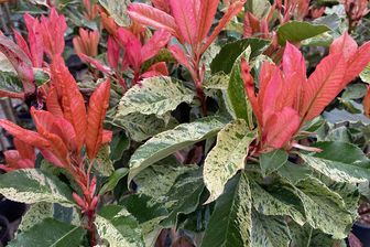 https://cdn.zilvercms.nl/http://yarinde.zilvercdn.nl/Blad Glansmispel op stam - Photinia serratifolia 'Pink Crispy'