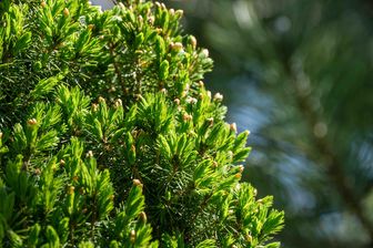 https://cdn.zilvercms.nl/http://yarinde.zilvercdn.nl/Canadese spar - Picea glauca 'Perfecta'