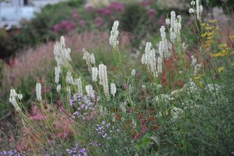 https://cdn.zilvercms.nl/http://yarinde.zilvercdn.nl/Pimpernel - Sanguisorba Canadensis wit bloeiende prairieplant