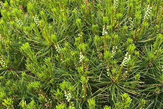https://cdn.zilvercms.nl/http://yarinde.zilvercdn.nl/Pinus densiflora 'Alice Verkade'